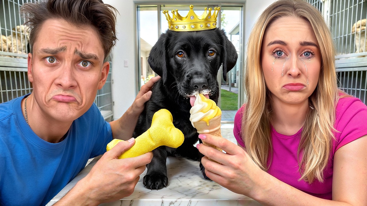 Den her hund har ingen familie, s&aring; vi hjalp den