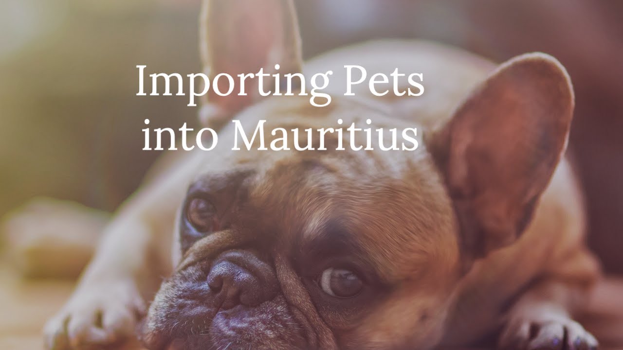 Importing Pets to Mauritius