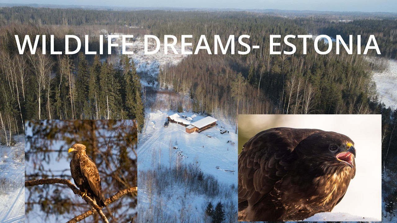 WHITE TAILED EAGLES AND SO SUCH MORE- Wildlife Dreams is AMAZING!
