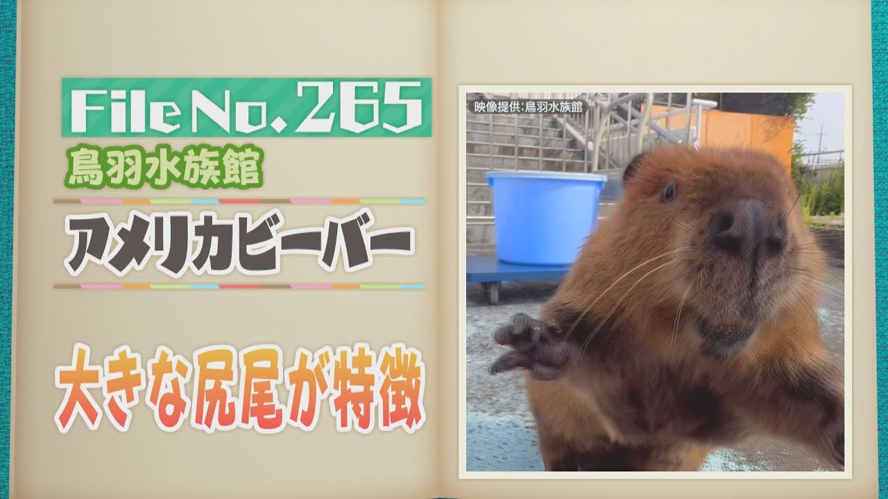 大きな尻尾が特徴！鳥羽水族館のアメリカビーバー【どうぶつZOO鑑】2025年8月29日放送