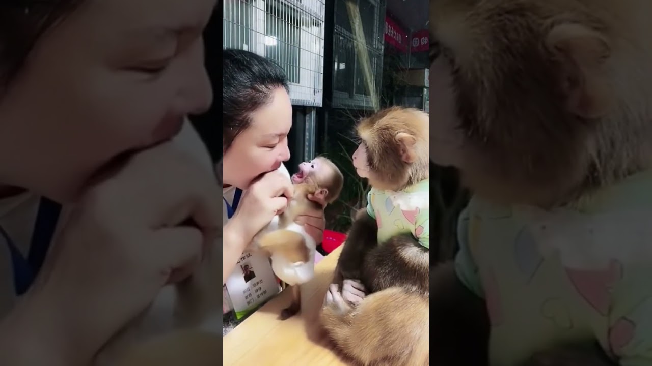 Adorable baby monkey and mom#monkeylove #cuteanimals #adorable #monkeybusiness