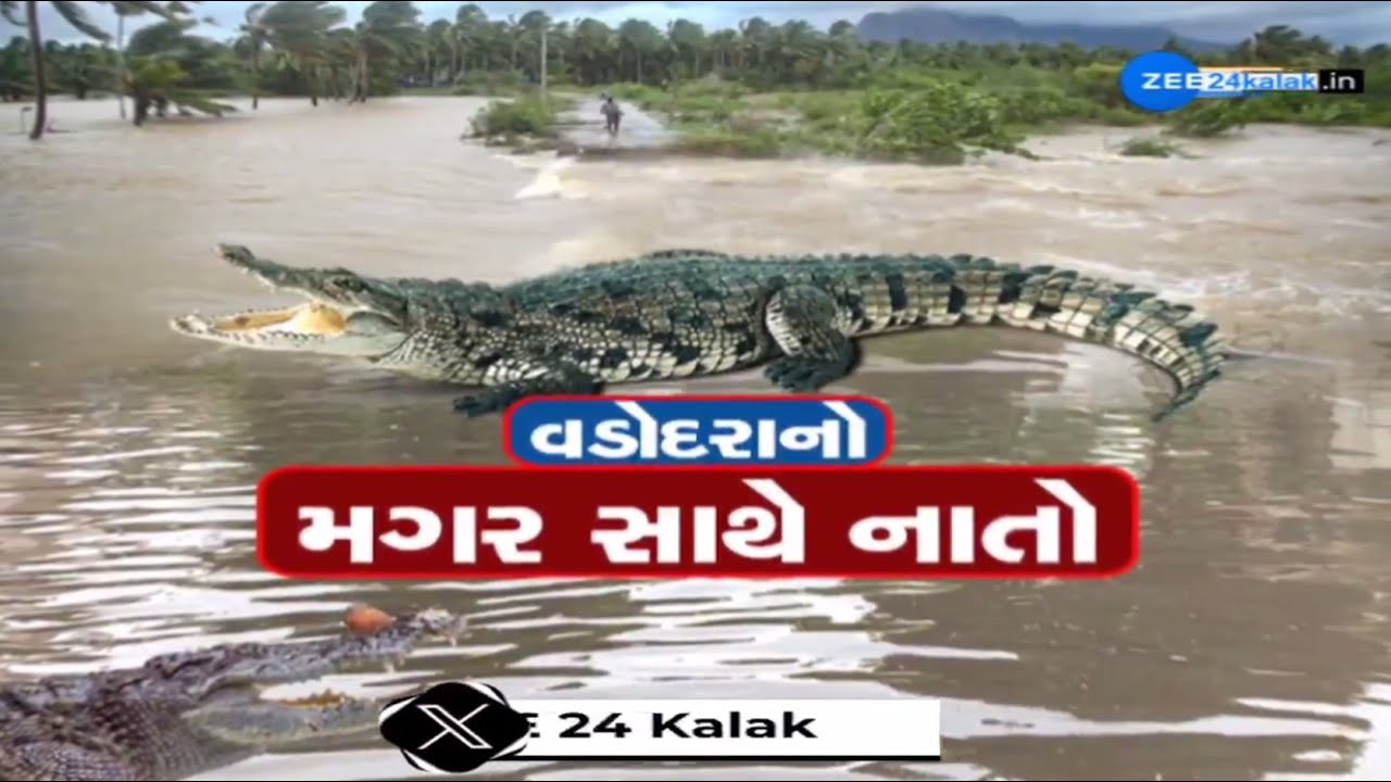 Vadodara શહેરમાં ઘૂસ્યા વિશ્વામિત્રી નદીના વિશાળકાય મગર, પૂર બાદ શહેરીજનોને હવે મગરોનો ખતરો