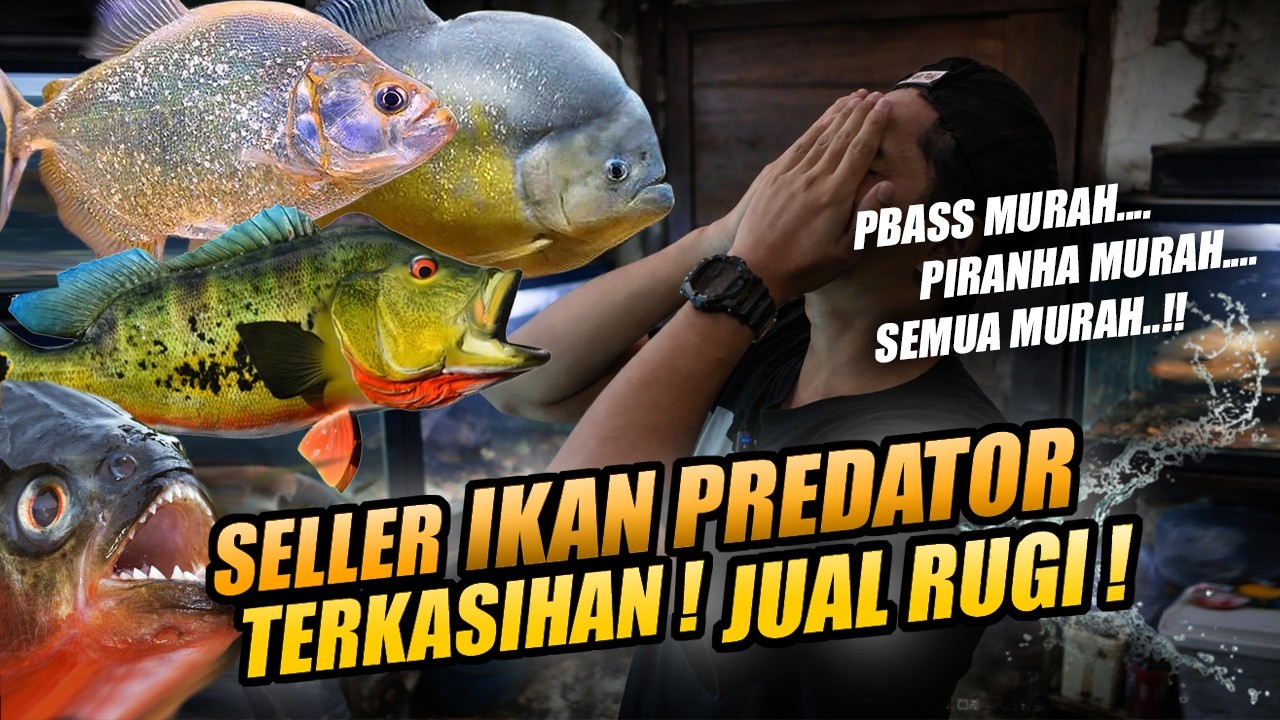NGGA TEGA !! SELLER IKAN PREDATOR INI JUAL RUGI | SEMUA SERBA MURAH !!