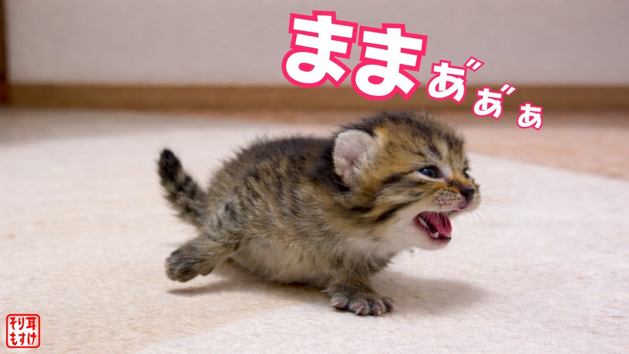 ママを見つけると足が100倍速くなる子猫の かけがえのない1か月