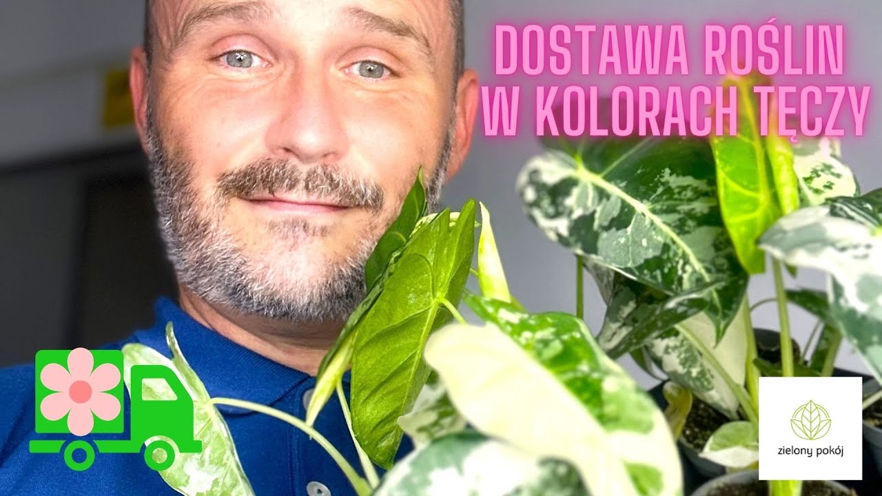Frydek i Senecio Variegata,  Ph Florida Ghost i rośliny w kolorach tęczy w dostawie Zielonego Pokoju