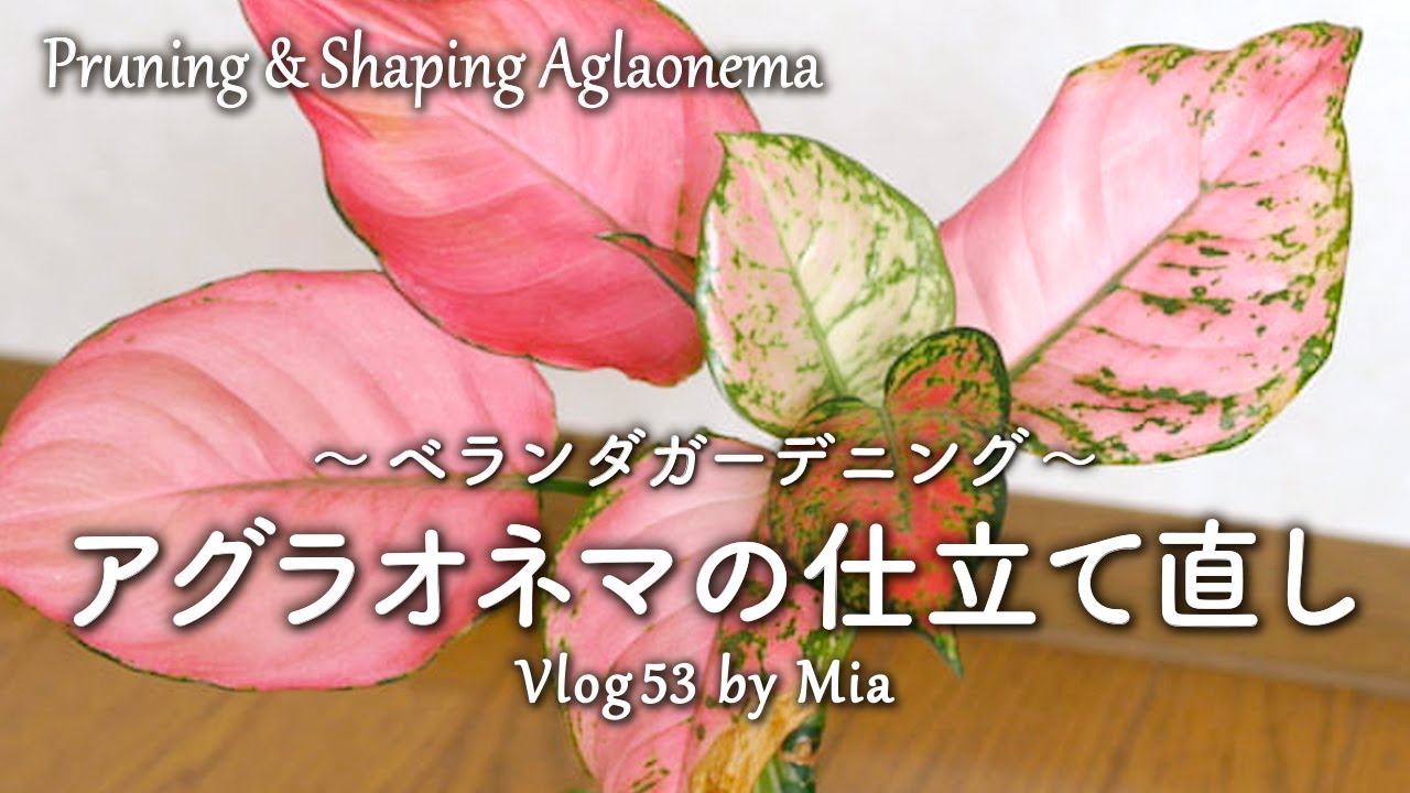 【観葉植物】茎が伸びすぎたアグラオネマを仕立て直す 夏のシクラメン | ベランダガーデニング #53 Pruning & Shaping Aglaonema