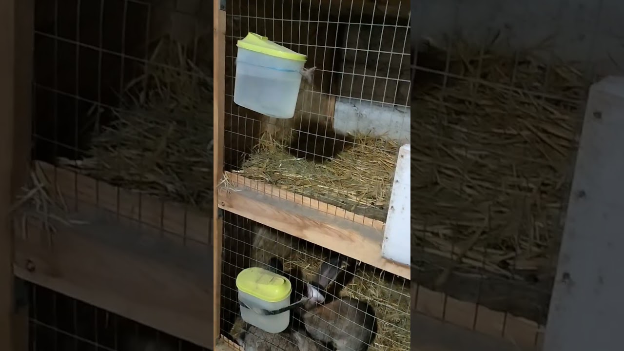 содержание фландеров