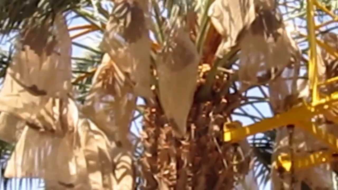 date harvester