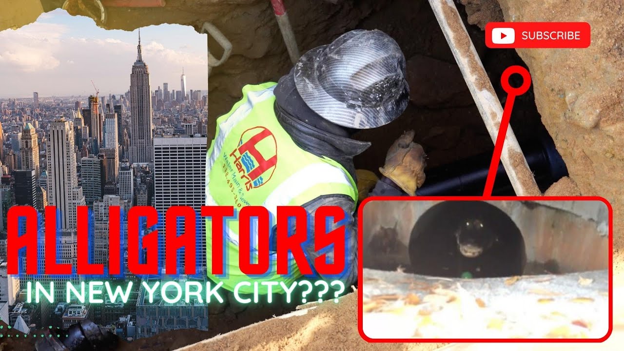 Are There Really Alligators in New York City Sewers??