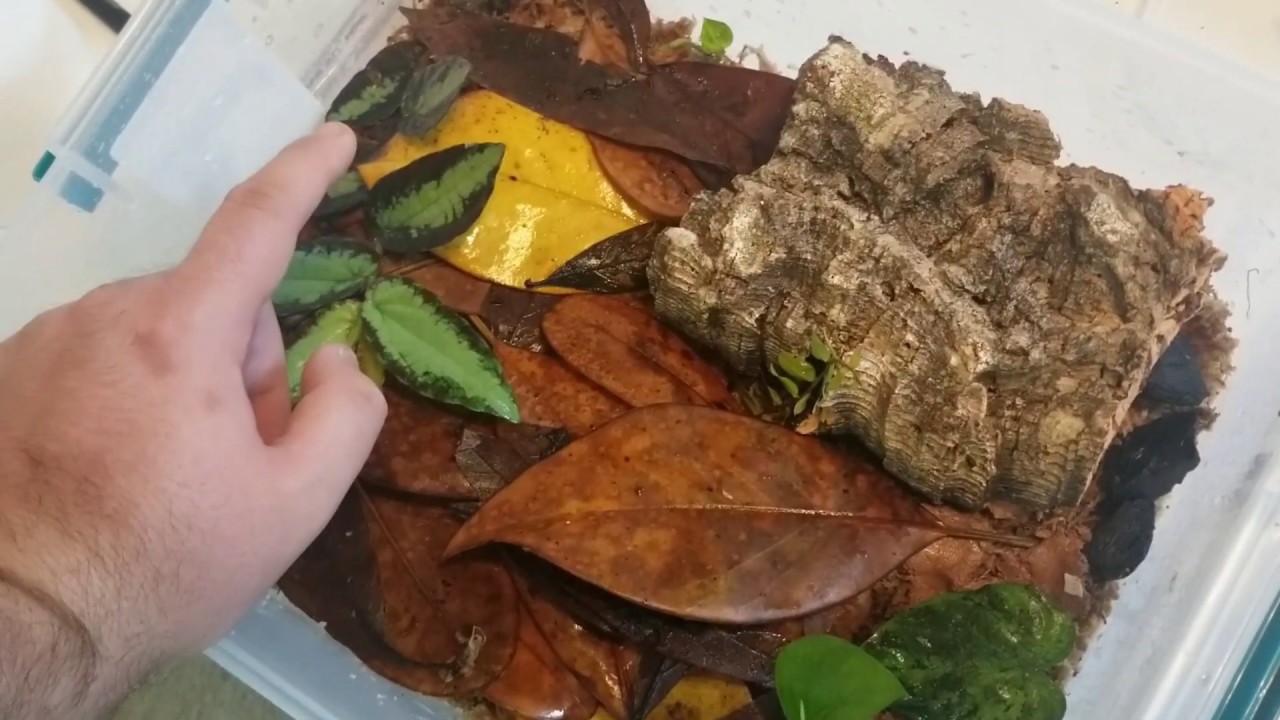 Улучшенный контейнер для выращивания лягушат Dart Froglet!