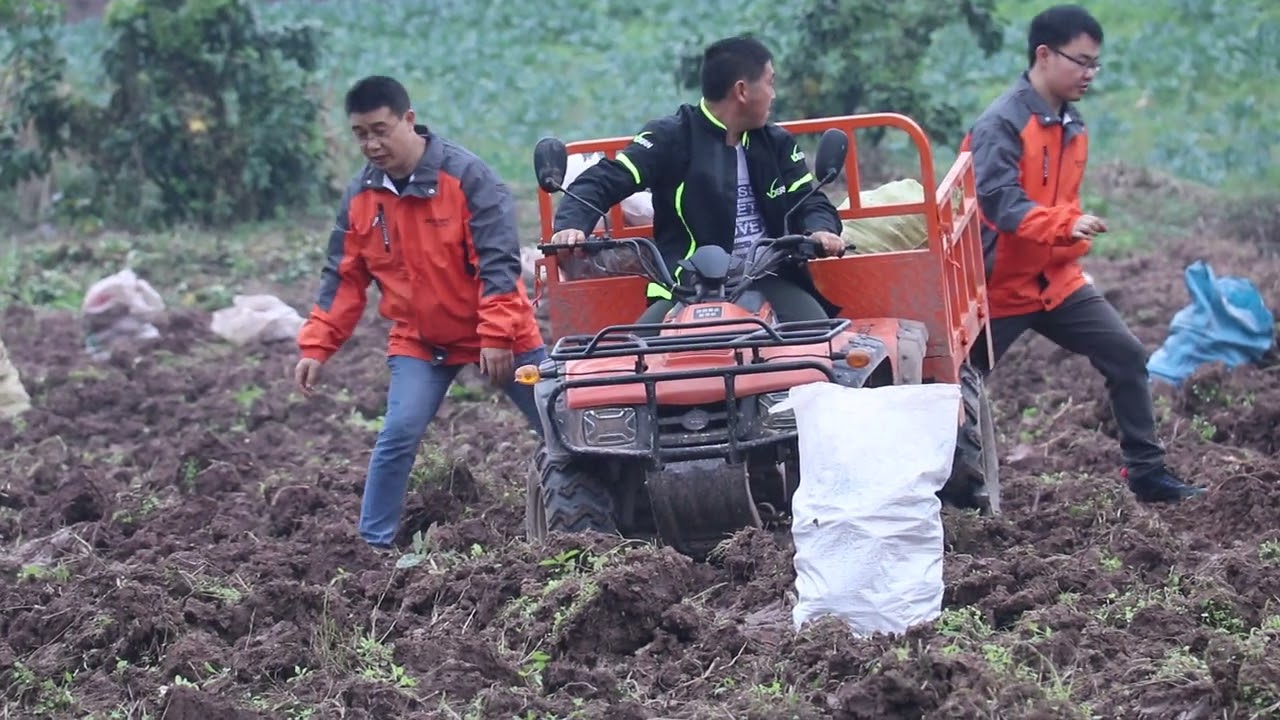 Field handling-Farm ATV 250 250cc Quad machine China Factory wholesale