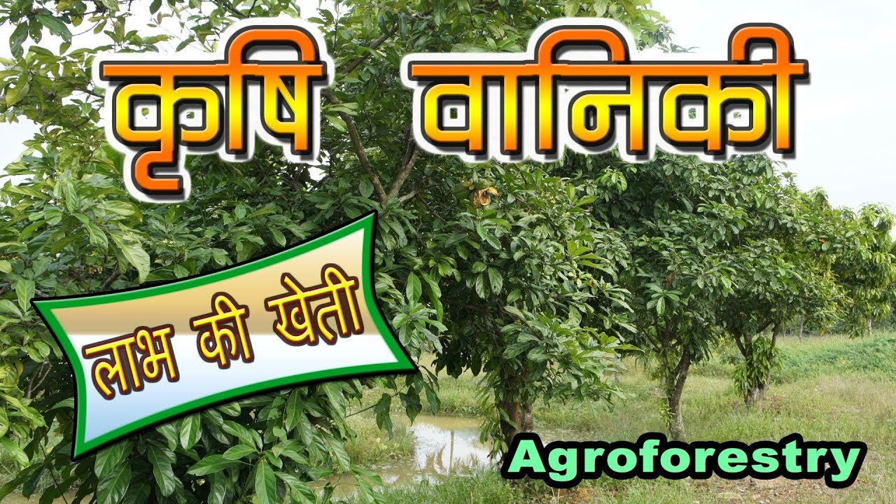 Agroforestry in India  | कृषि वानिकी : लाभ की खेती है  | Climate Smart Agriculture