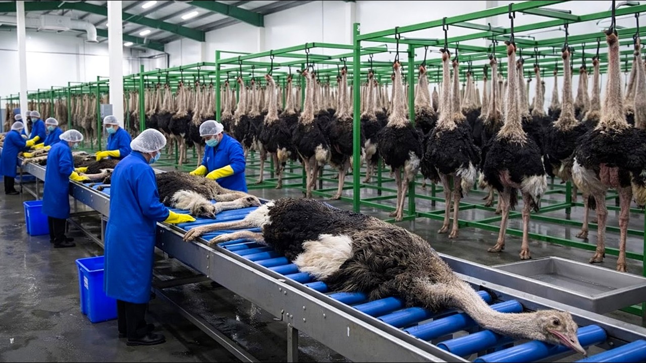 Inside the Ostrich Leather Factory — From Raw Hide to Luxury Leather Products | ASMR Factory Tour
