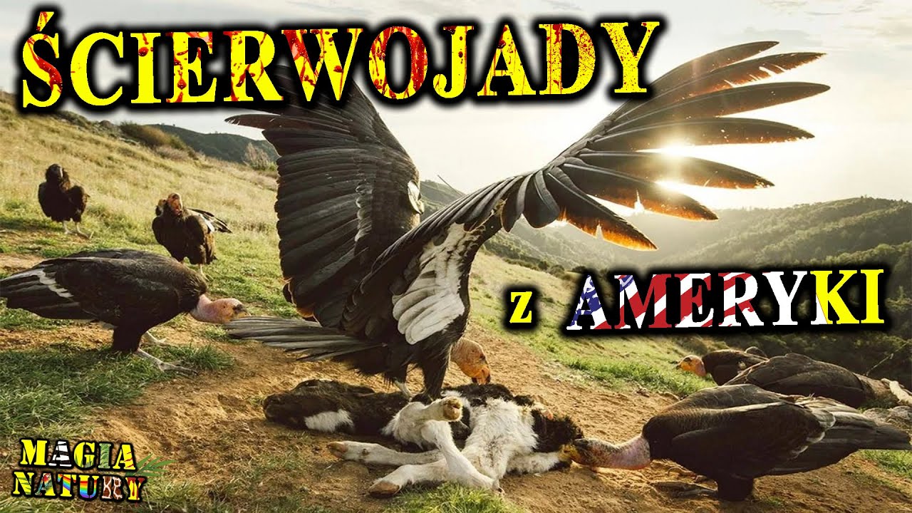 Największe Padlinożerne Ptaki Świata - KONDORY - Latające Służby Porządkowe