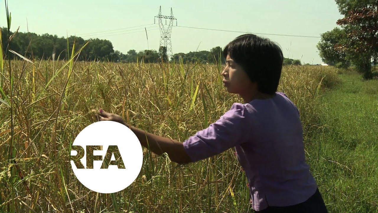 Myanmar Farmers Going Against the Grain With Apps | Radio Free Asia (RFA)