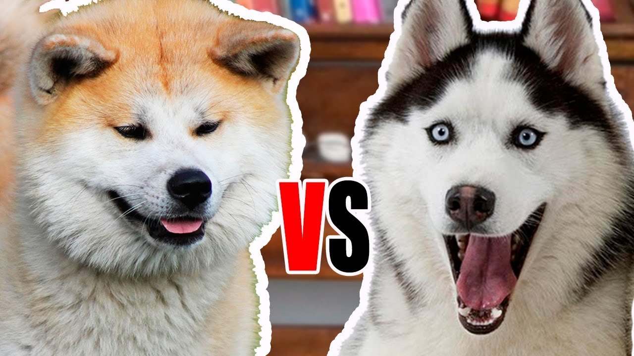 AKITA vs HUSKY SIBERIANO - Comparação entre raças