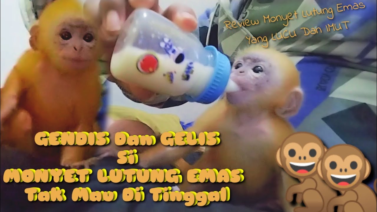 Review M🐒NYET LUTUNG EMAS Yang IMUT Dengan Tingkahnya Yang Lucu Ingin Di Manja Selalu