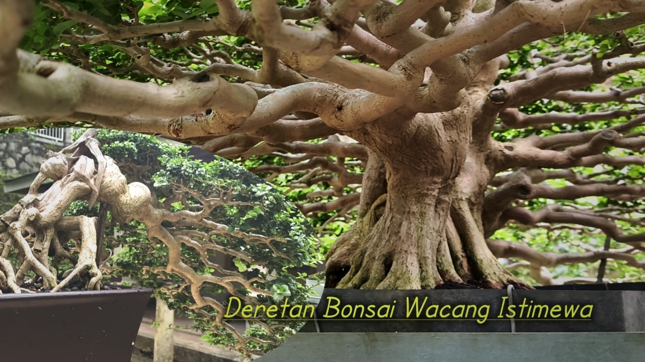 Особый Ваканг (Wahong Sancang) Вдохновение бонсай
