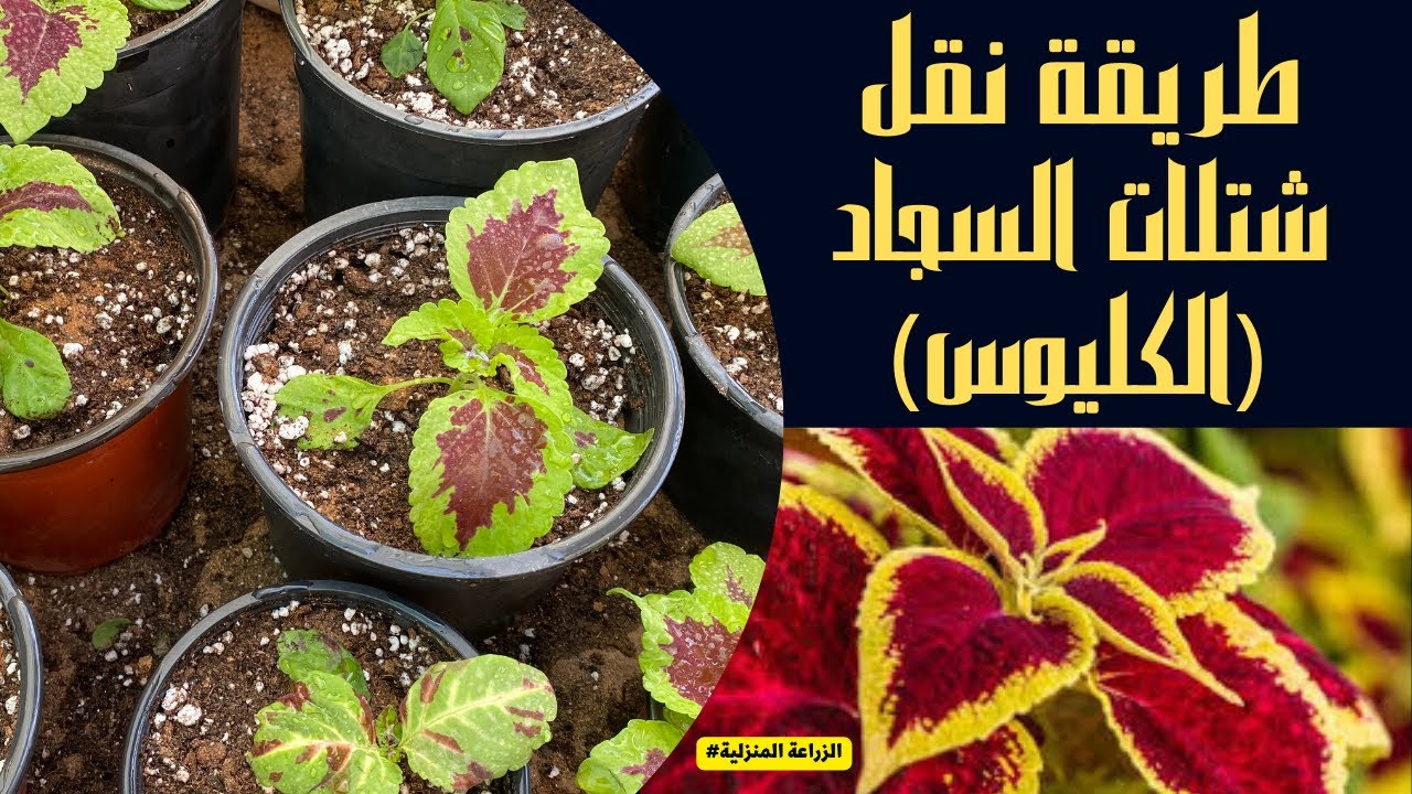 طريقة نقل شتلات نبات السجاد  I الكليوس I  وزراعتها من البذور وموعد الزراعة I  والتربة المناسبة للنبا