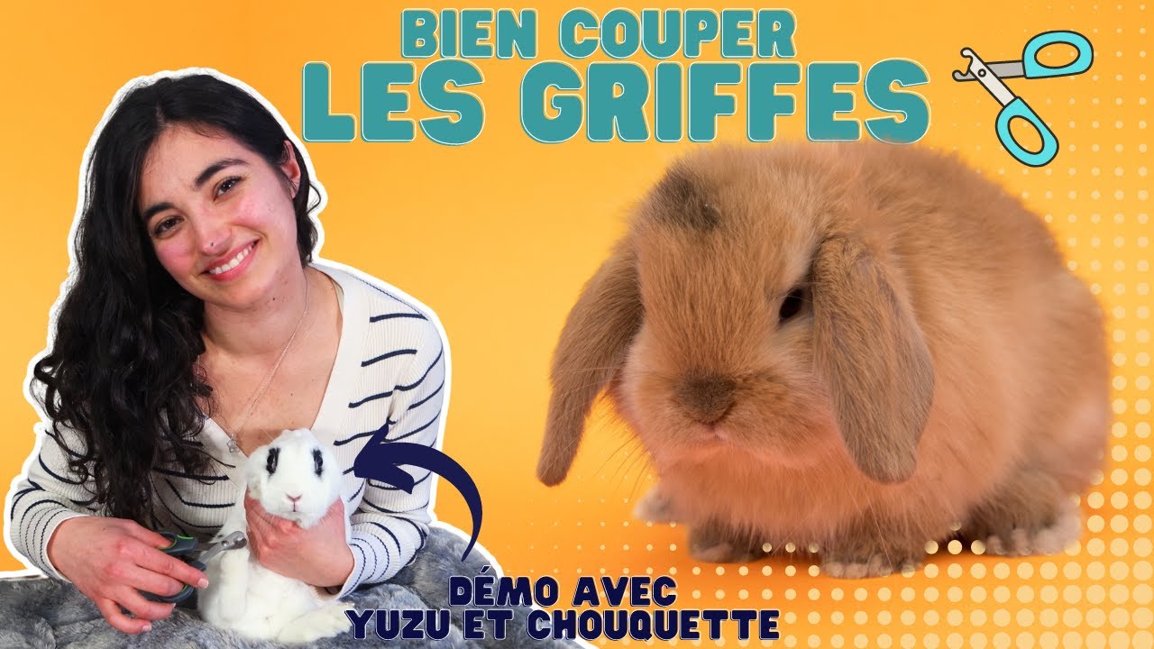 DEMO 😎 Comment couper les griffes de son lapin ?