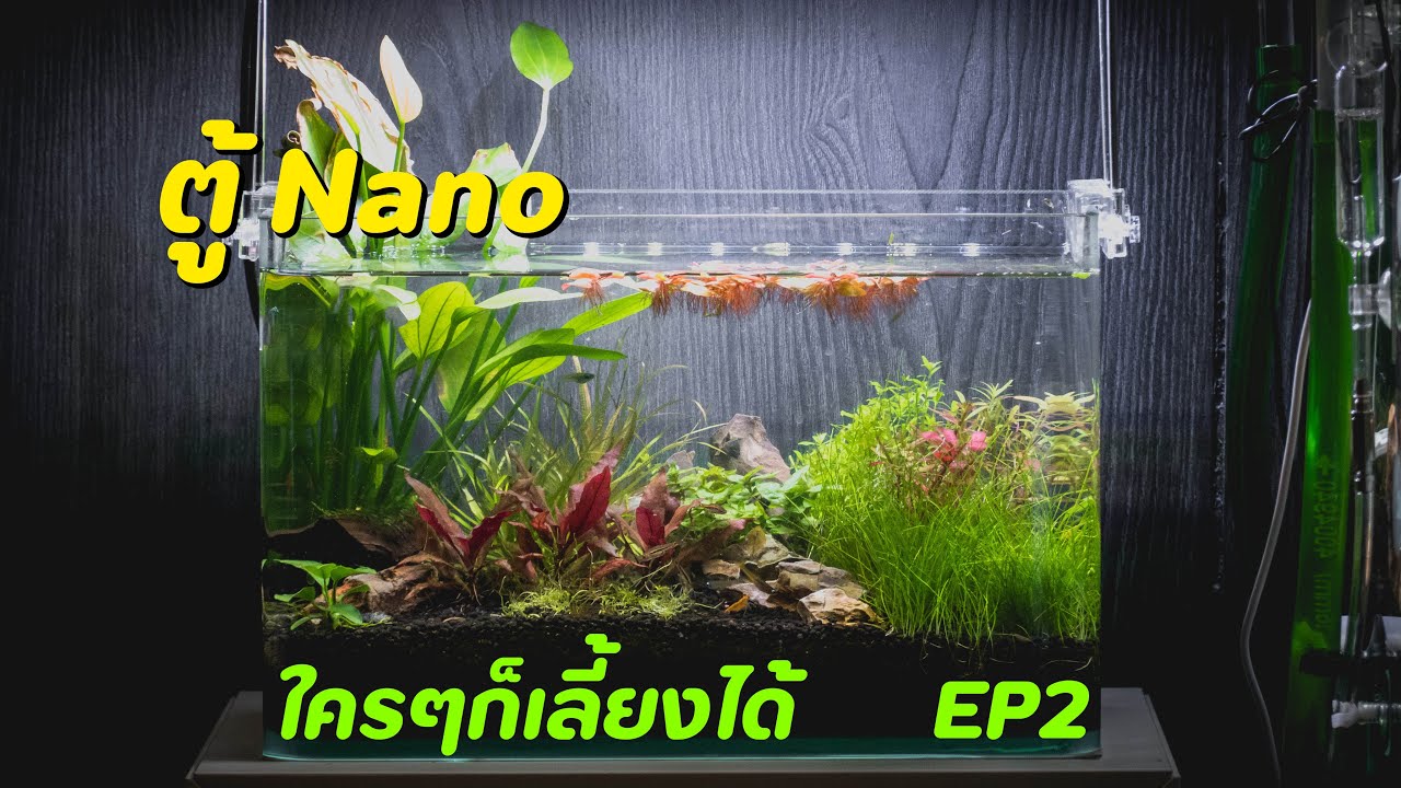 ตู้ไม้น้ำ Nano EP2 // อัพเดท1เดือน ลงสิ่งมีชีวิตได้แล้ว