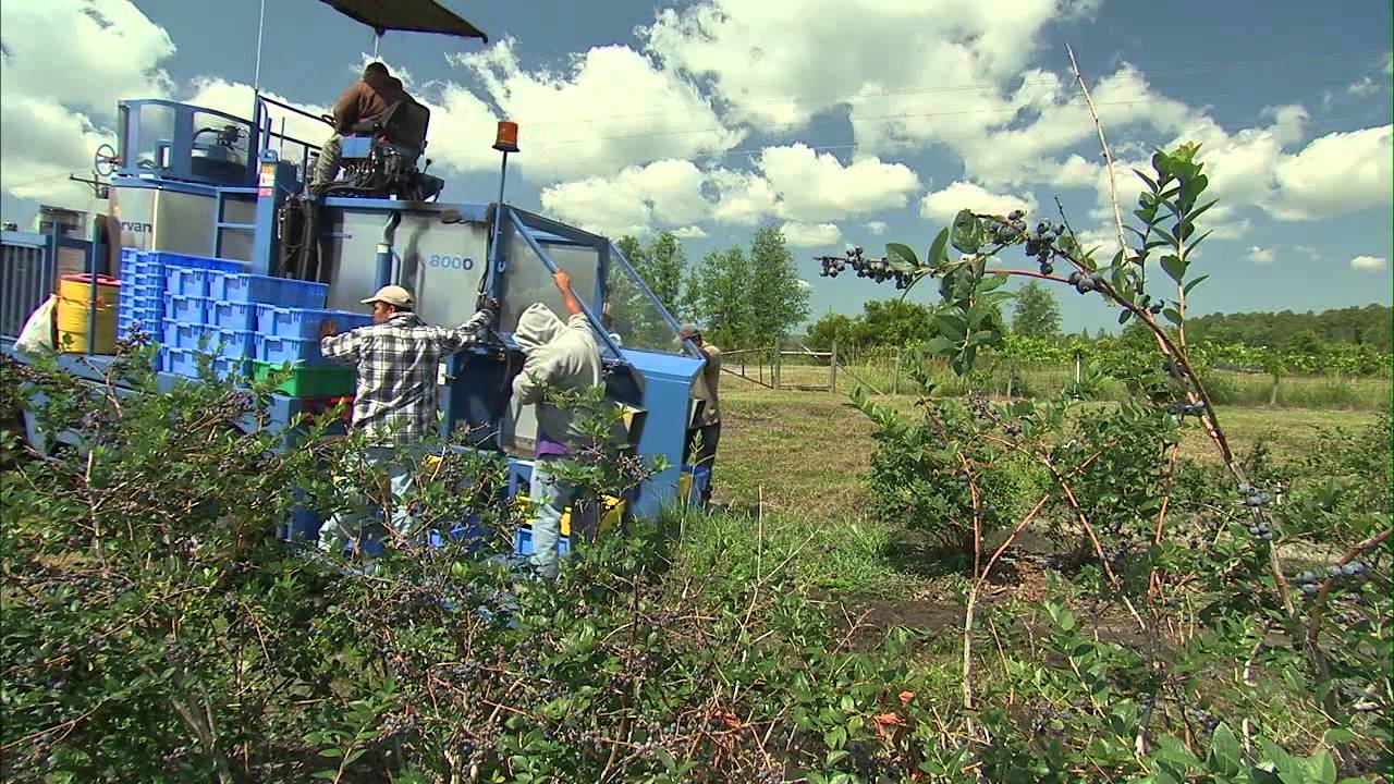 Blueberry Harvesting
