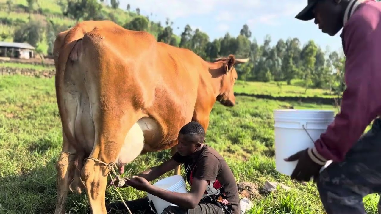 Inka itangaje mumukamo 25L. #amagaju #inka #igishengo 