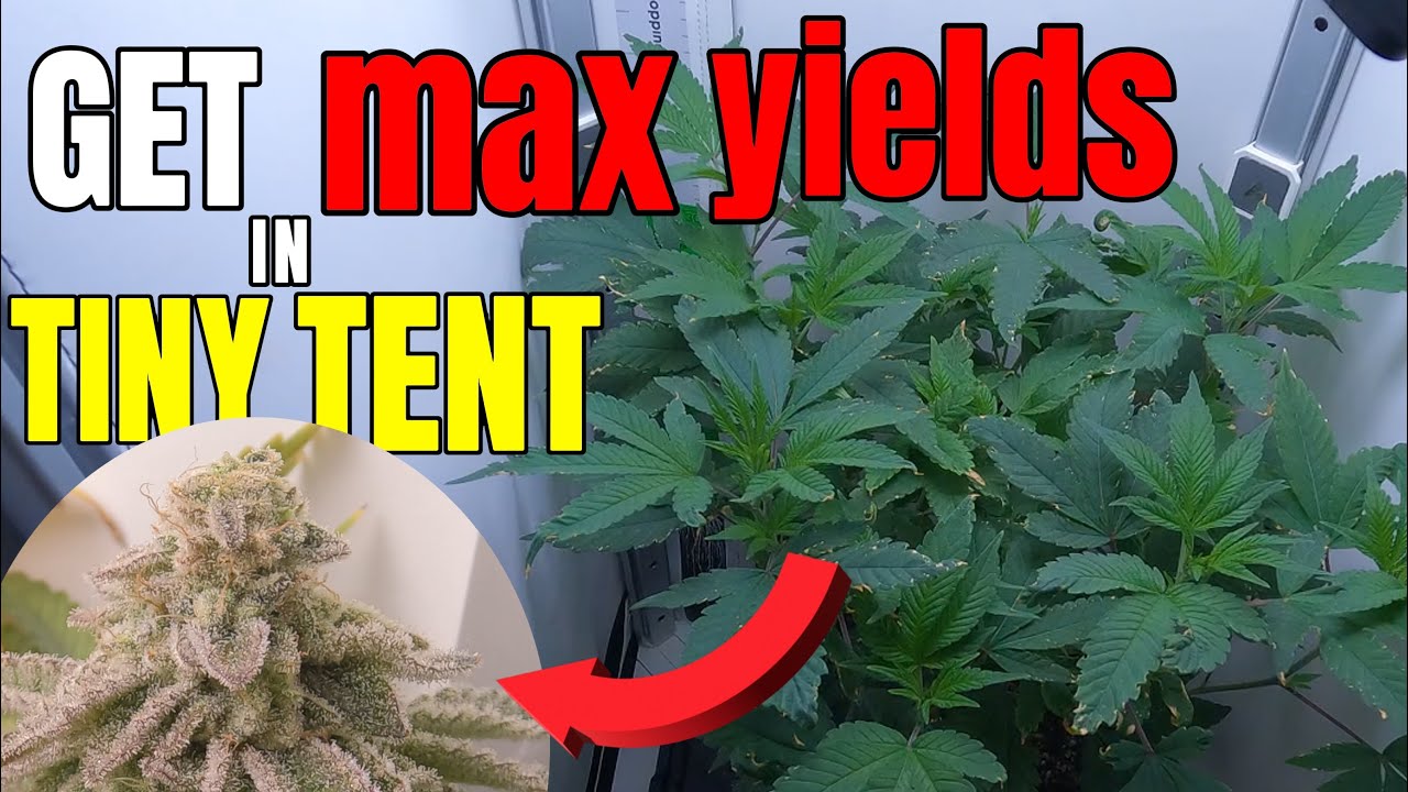 MAX YIELDS FROM THE SMALLEST GROW SPACE 