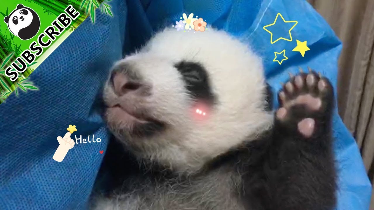 Beautiful Nanny Teaches You The Correct Ways To Handle Pandas | iPanda