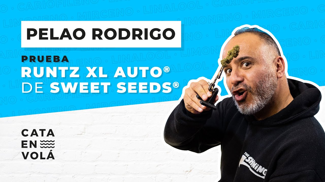 CATA EN VOLÁ: PELAO RODRIGO| RUNTZ XL AUTO® DE SWEET SEEDS®