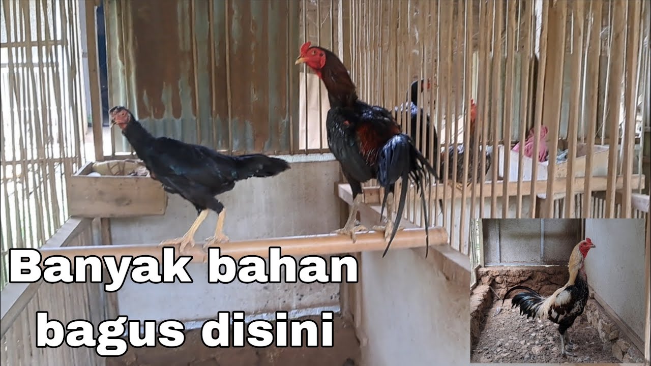 BANYAK BAHAN BAGUS DAN ISTIMEWA DI SINI!!! KITA SPIL TIPIS2 | PETERNAK AYAM BANGKOK KOYNGON PHAKHOY|