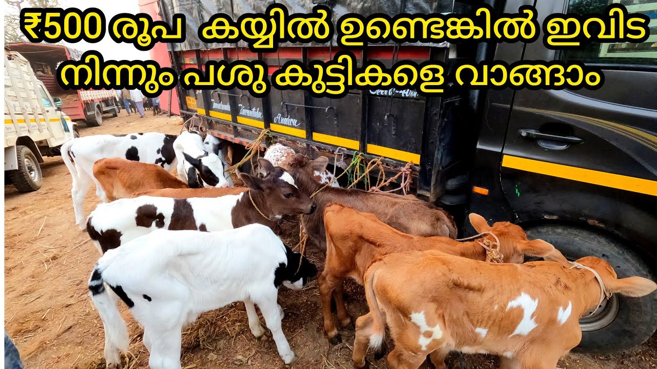 Low cost Heifers For Sale|കുറഞ്ഞ വിലയിൽ അടിപൊളി പശുകുട്ടികൾ|ഏഷ്യയിലെ  വലിയ പശു  കുട്ടി മാർക്കറ്റ്