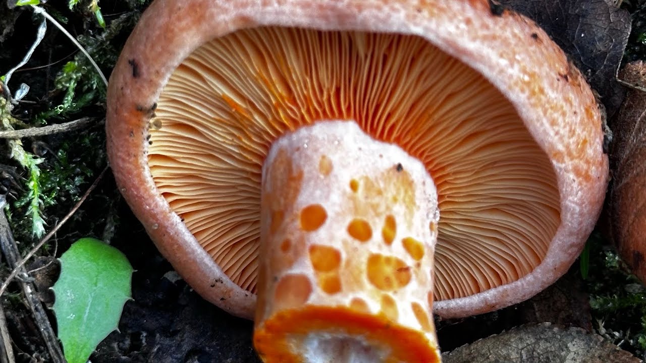 Sarı civciv ayağı ve kanlıca avı (Craterellus lutescens) #mushroom #food #nature