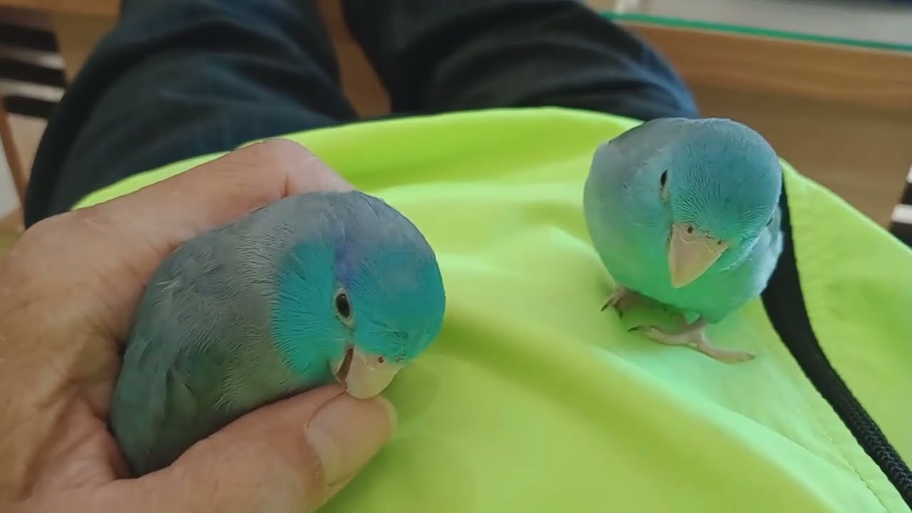 太平洋鸚鵡，兩小無猜。Pacific parrot, childhood sweetheart
