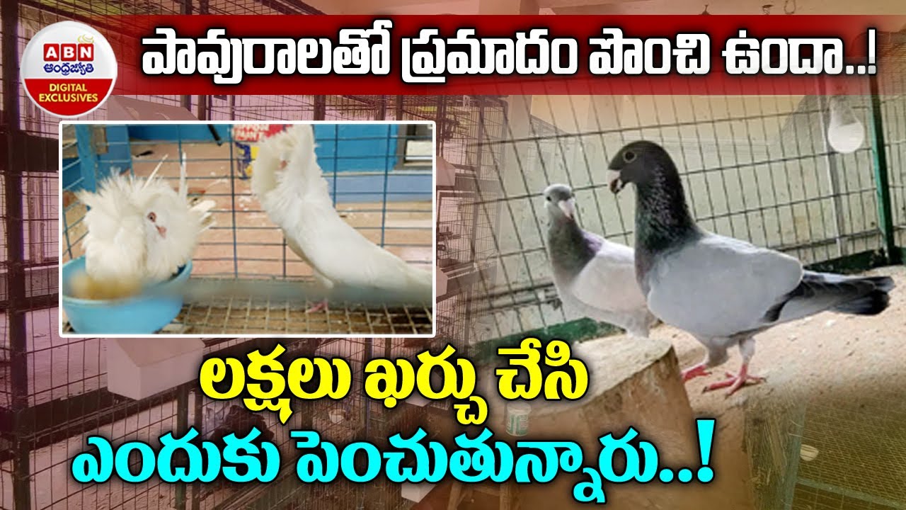 Pigeons : పావురాలతో ప్రమాదం పొంచి ఉందా..!లక్షలు ఖర్చు చేసి ఎందుకు పెంచుతున్నారు..! | ABN Digital