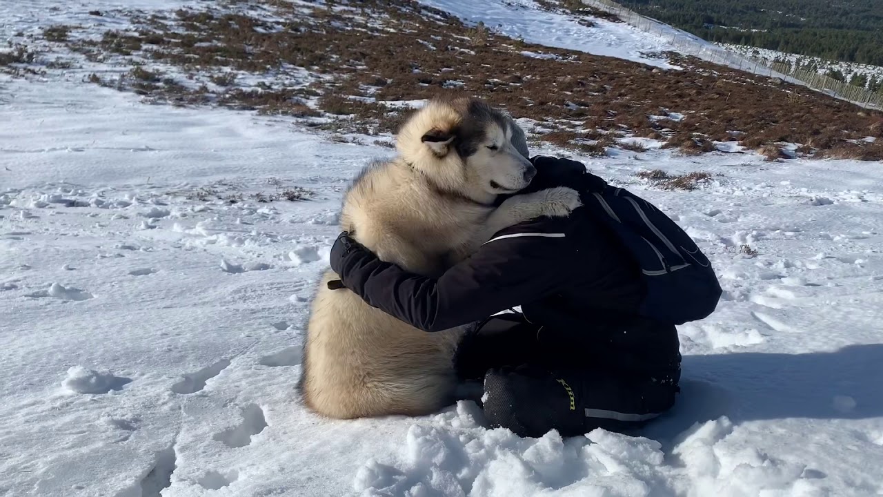 100lbs OF PURE FLUFF LOVING CLOUDS WITH LEGS