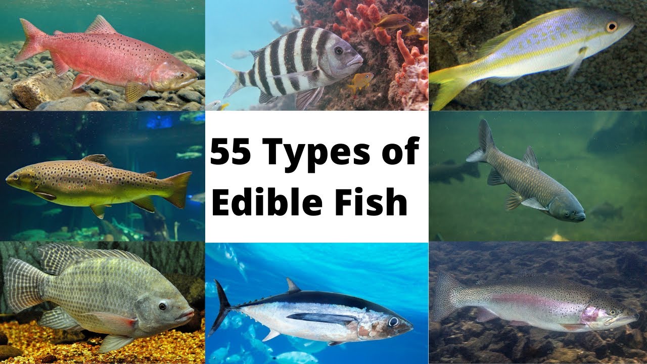 55 Types of Edible Fish