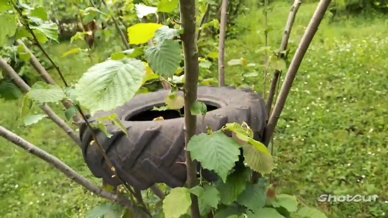 fındıkta budama. fındıkta verim