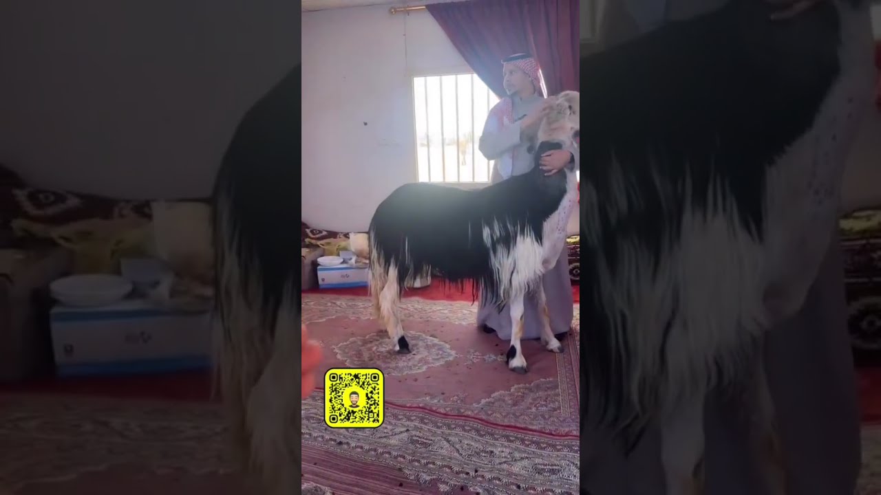 تغطيه وزيارة قروب نحن هنا لملاك اغنام سلالة النجدي