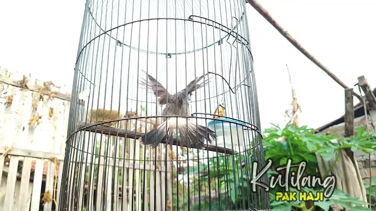 Gacor! Mancing Lawan suara kutilang ASLI | suara kutilang gacor ampuh buat pancingan kutilang PIKAT