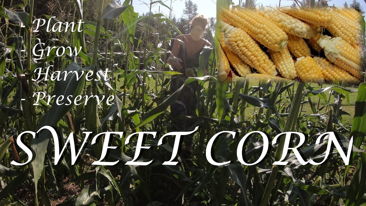 SWEET CORN - Plant, grow, harvest and preserve (Sockermajs - plantera, odla, skörda och konservera)