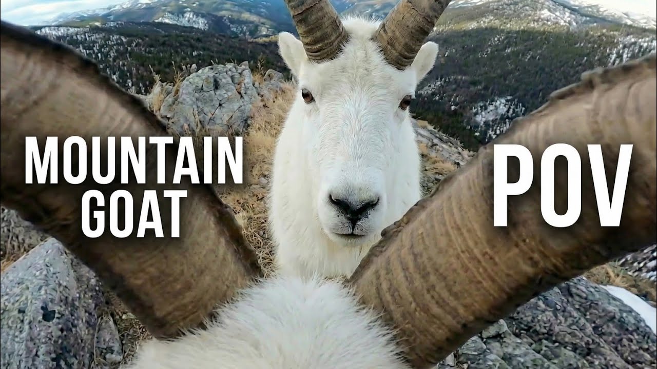 POV: Mountain Goat Horn Battle on a Mountain Cliff