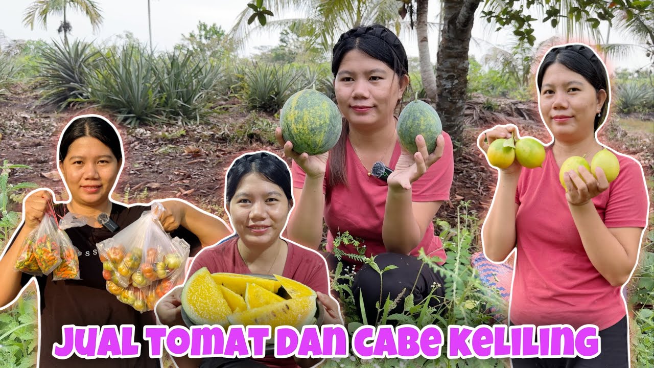 PANEN BUAH-BUAHAN DI KEBUN, BEGINI HASIL SEMANGKA YANG DI TANAM PAKE BIJI BUAH YANG KITA BELI