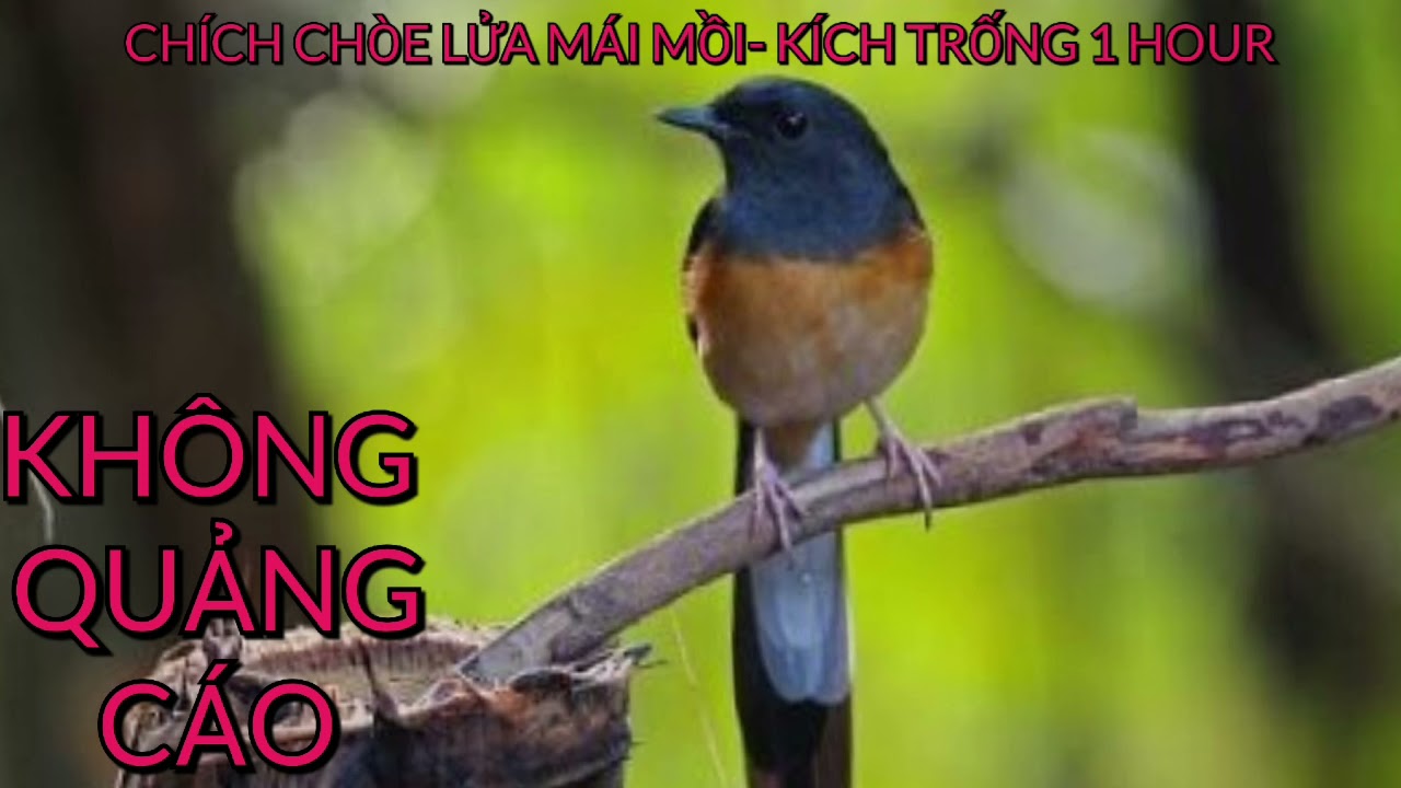Chích chòe lửa mái hót kích trống -1 HOUR- KHÔNG QUẢNG CÁO