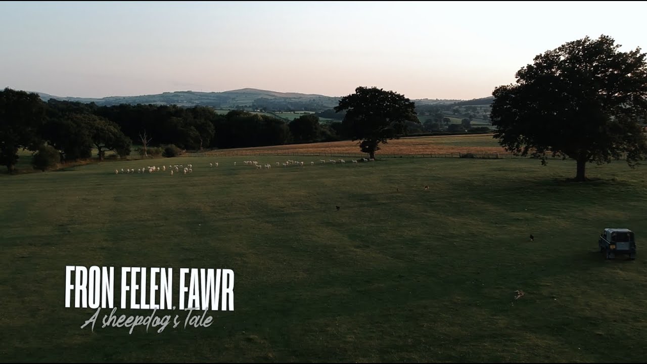 Fron Felen Fawr - A sheepdogs Tale / The Welsh sheepdog