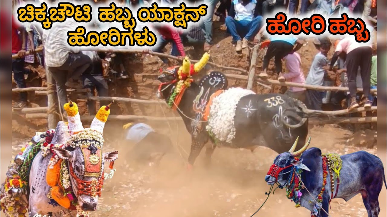 ಚಿಕ್ಕಚೌಟಿ ಹೋರಿ ಹಬ್ಬ ||𝗖𝗵𝗶𝗸𝗸𝗮𝗰𝗵𝗼𝘂𝘁𝗶 𝗛𝗼𝗿𝗶 𝗛𝗮𝗯𝗯𝗮 ||𝗛𝗼𝗿𝗶 𝗛𝗮𝗯𝗯𝗮 𝗟𝗶𝘃𝗲
