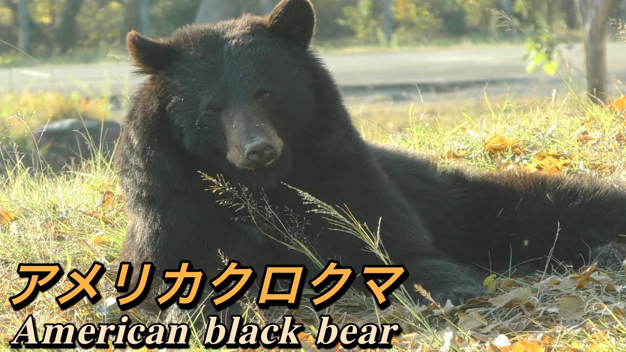 【クマ】アメリカクロクマの生態〜くまのプーさん、テディベアのモデルになった熊〜（American black bear）