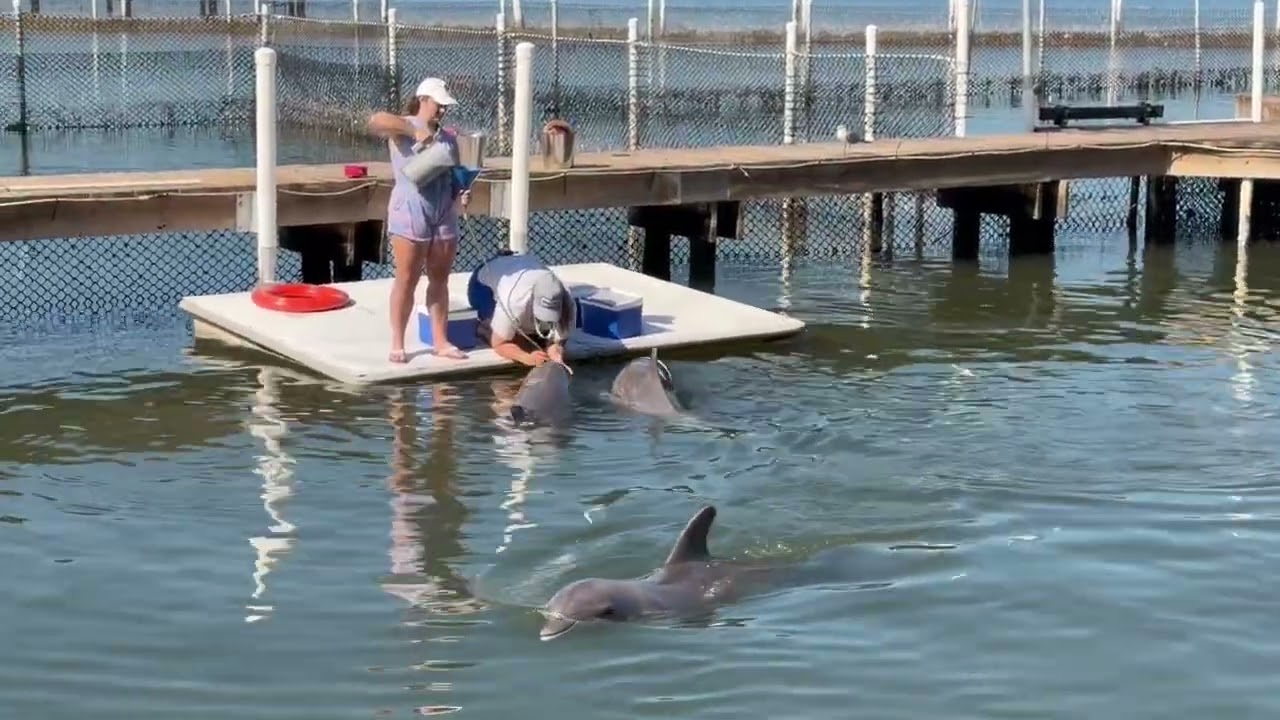 Dolphin research center amazing flip