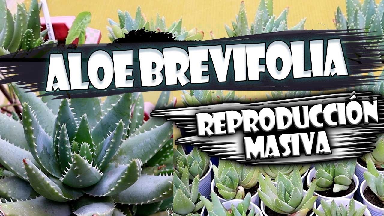 BLUE ALOE | Trasplante| Reproducción | Cuidados | Tips | Aloe Brevifolia