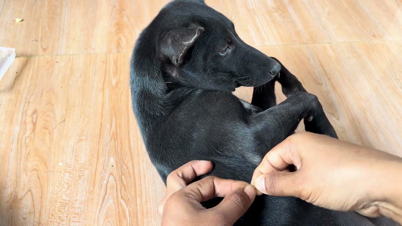 Smart dog Eat Food Before Pet Care 🕷️🕷️🐜🐶🥰